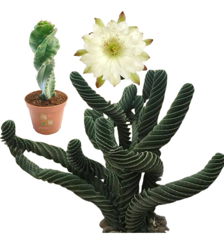 Cereus Forbersii - Espiralado [cactus]