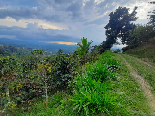 Imagen 14 de 16 de Se Vende Finca De 4.5 Cuadras En Calarcá