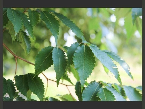 Planta De Zelkova Serrata