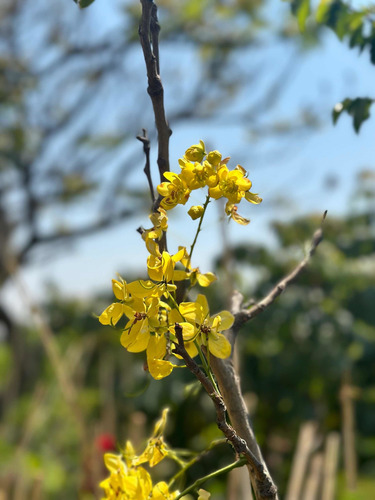 Árbol De Lluvia De Oro 2 M De Altura En Floración