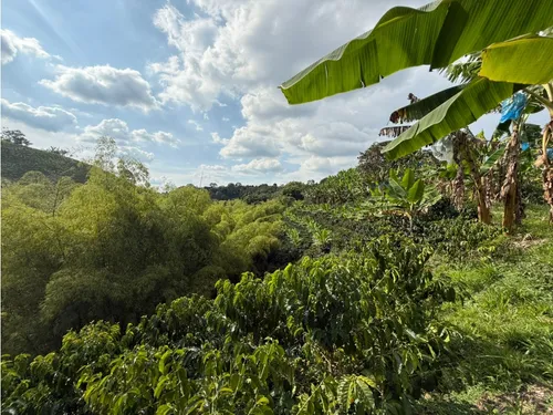 Venta Finca Circasia Cafe - Platano - Banano - 12.5 Cuadras