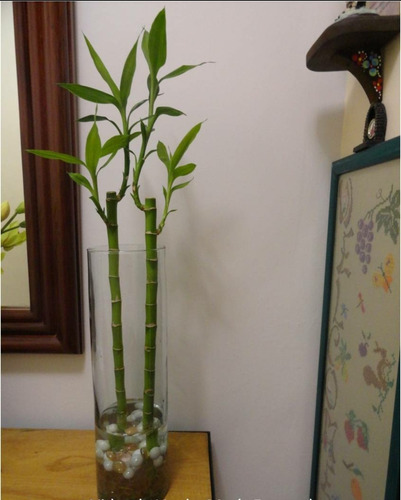 De Semilla 20 Bambu Lucky De La Suerte Miden 10cm + Hidrogel