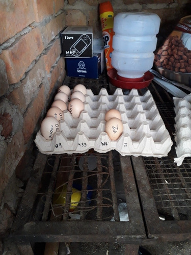 Imagen 3 de 12 de Orpington Huevos Fertiles . Y Pollitos