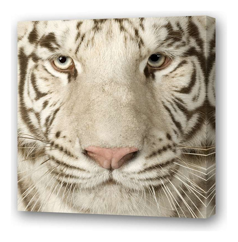Cuadro 60x60cm Felinos Tigre Blanco Adulto Mirando Frente
