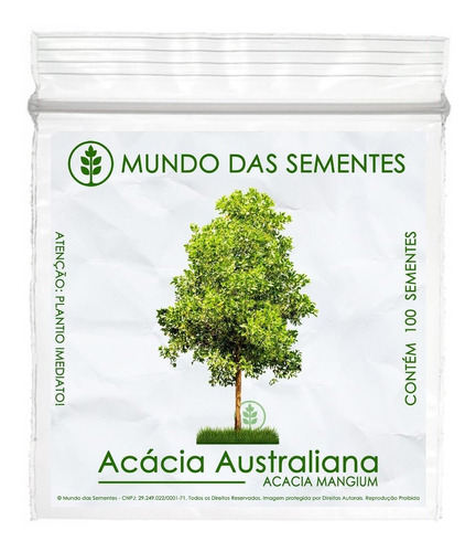 100 Sementes Acacia Mangium Australiana Árvore Madeira