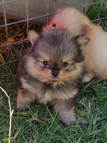 Pomeranias Los Más Lindos Cachorros Con Fca Excelentes!!