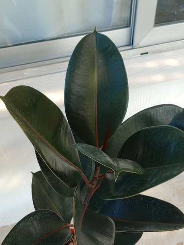 Ficus Elastica O Gomero Variedad De Tamaños