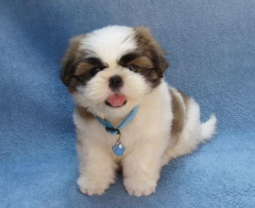 Shitzu Macho Mini Lindo Filhote De Shih Tzu Bem Pequeno