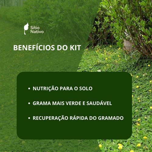 Kit 3800 Mudas De Grama Amendoim Raiz Nua + Fertilis Sollus