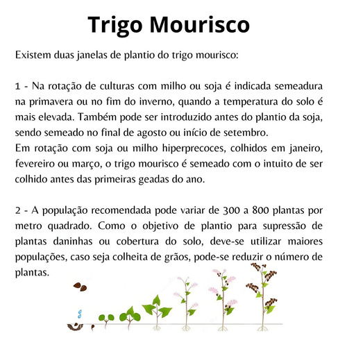 Semillas de trigo morisco para la siembra posterior a la soja, 4 kg