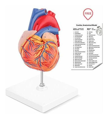 Modelo Anatomico De Corazón Humano Ronten 2 Partes Tm | Meses sin intereses