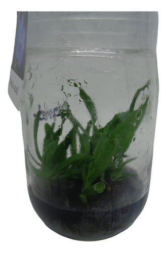 1 L Medio Ms Con Vitaminas In Vitro Phytotech Invitroorquid.