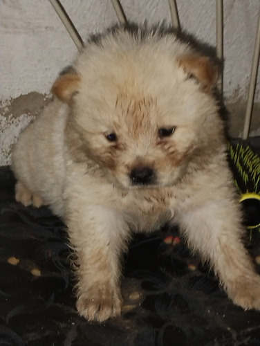 Filhotes De Chow Chow