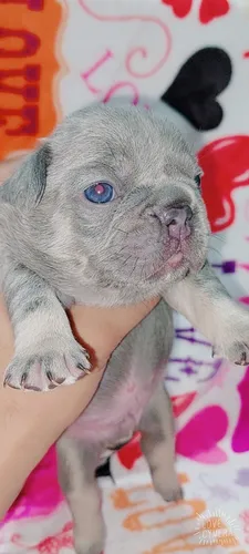 Bulldog Frances Lilac Tan