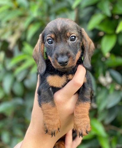 Dachschund Teckel Pelo Duro Mini Jabali