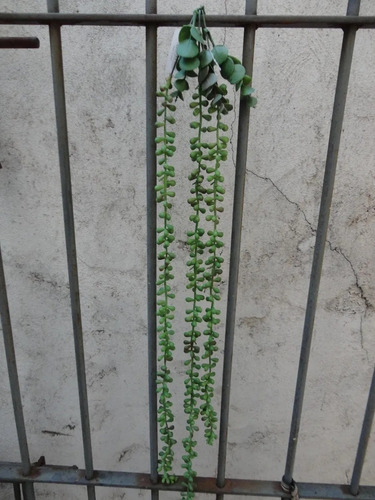 1 Corrente Artificial Suculenta P/decora Enfeite Pendente