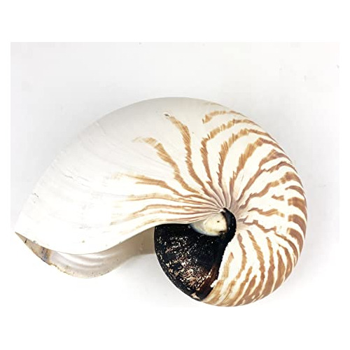 Nautilus Chambered Seashells, Conchas De Nautilus Tigre...