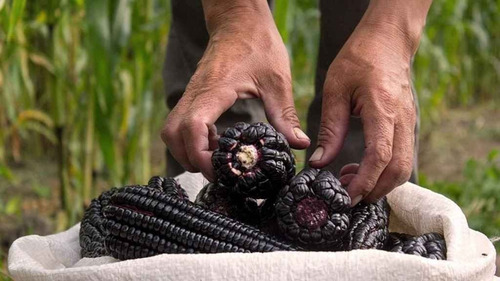 Semillas Maíz Negro O Morado De Los Incas