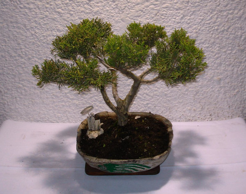 Bonsai