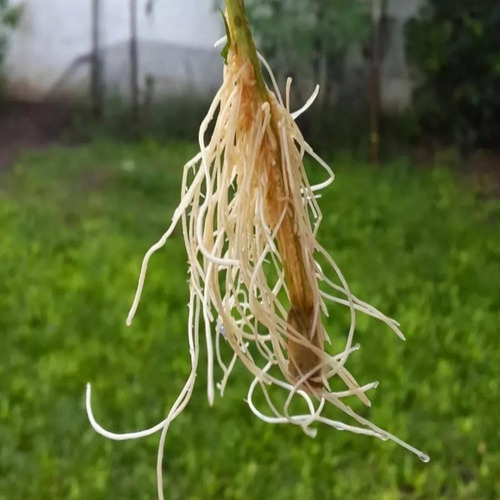 Enraizador Hormônio Ácido Indolbutírico 450g