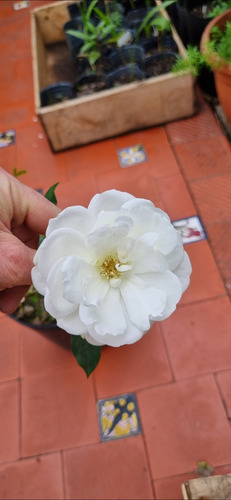 Planta Rosal Iceberg/ Pie Bajo