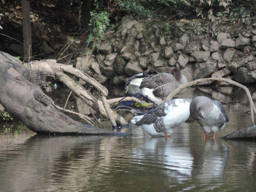 Imagem 29 de 29 de Granja Viana - São Paulo Ii - Ca3075
