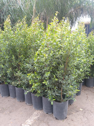 Eugenia Myrtifolia Arbusto En 10l. Certificado Por Senasa