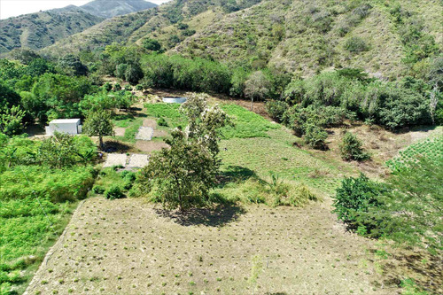 Imagen 27 de 30 de Finca Agrícola Santa Fe De Antioquia, Vereda El Tunal - Se Vende