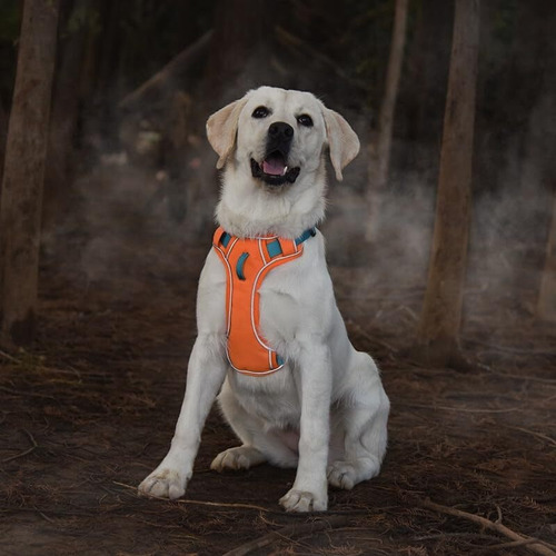 Pechera Arnés Reforzada Ajustable Para Perro Mediano Grande