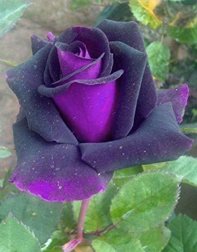 Bonsai Roses 30pcs Alemania Rare Purple Dragon Rose Semillas