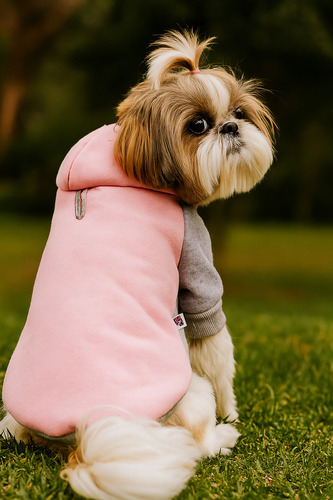 Agasalho Moletom Loved Rosa Tamanho M Para Cachorro de 3 a 5kg