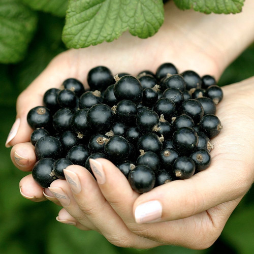 Semillas De Cassis Ribes Nigrum Casis Grosella Negra Fruta