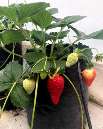 Planta De Fresa En Bolsa 2 Piezas Invernadero  