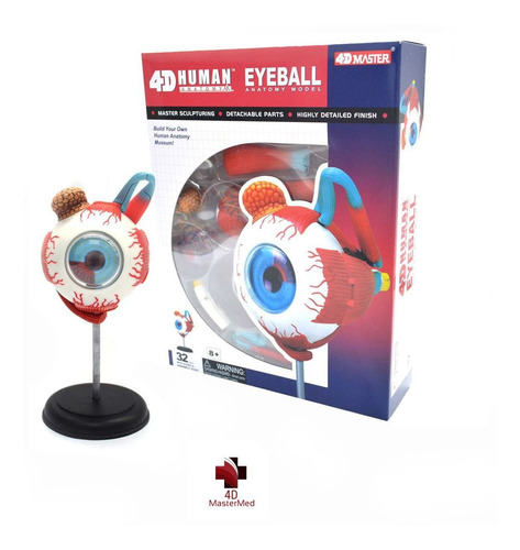 Modelo Corpo Humano - Globo Ocular / Olho - 4d Master