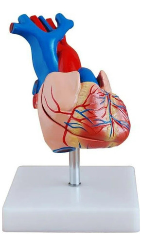 Modelo Coração Humano Tamanho Real 2 Partes C/ Base 4d-307a