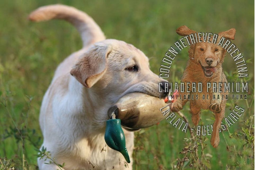 Cachorros Labrador Beige Y Dorados 100% Puros