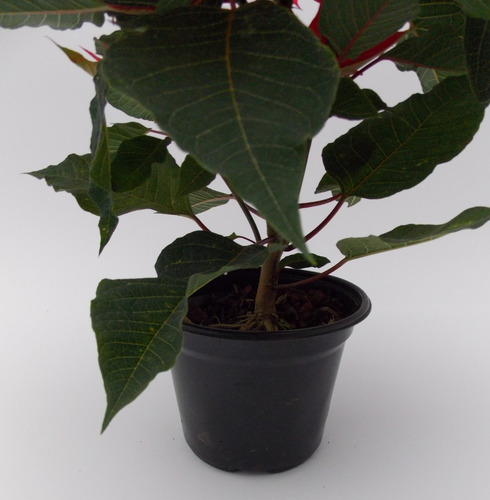 Imagen 5 de 10 de Planta Nochebuena 5 Pulgadas (premium)
