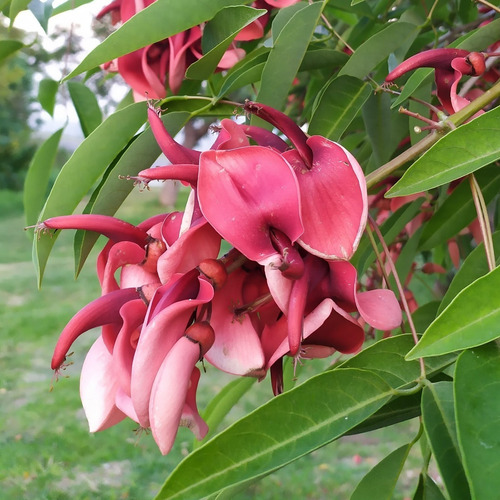 Arbol Nativo Ceibo Flor Nacional Erythrina Crista-galli