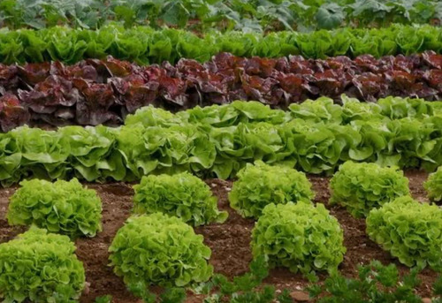 Adubo Npk 05-20-10 Sollus 1 Lt Fertilizante Via Solo