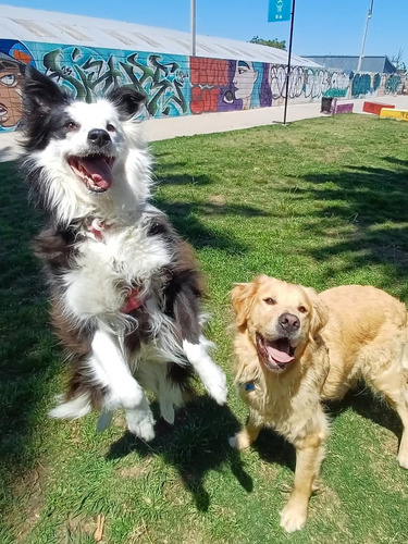 Paseador De Perros