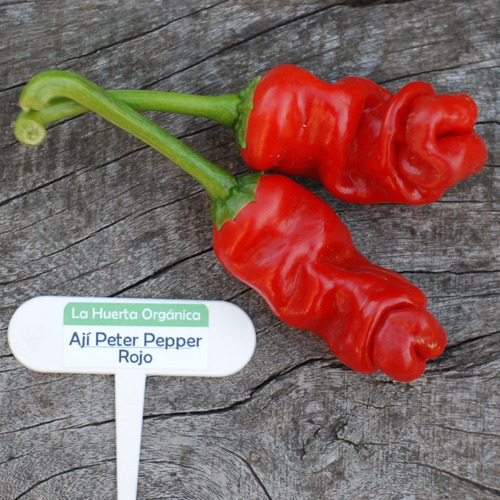 Semillas Chile Peter Pepper Rojo! Pimiento Erótico! Muy Raro