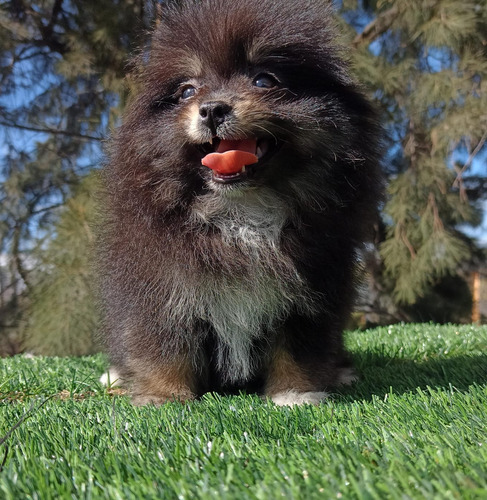 Pomerania Hembra Blue And Tan Hermosa. Blue And Tan