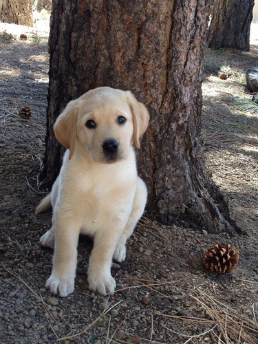 Labrador Linaje Puro Con Pedigree  Y Microchip