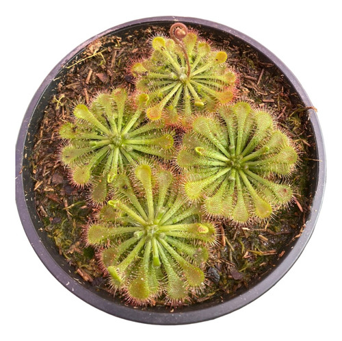 Planta Carnivora Drosera Cuia 13 Planta De Sol