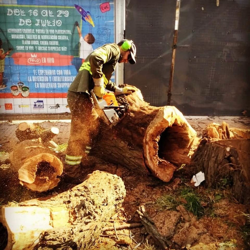 Imagen 9 de 9 de Poda Y Tala De Árboles