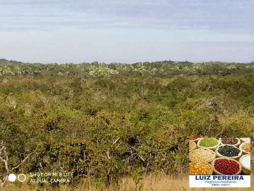 Imagem 4 de 15 de Fazenda Em Divinópolis - To - 136 Alqueirões (pecuária) - 1382