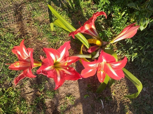Planta De Amarilis Roja Con Blanco | MercadoLibre