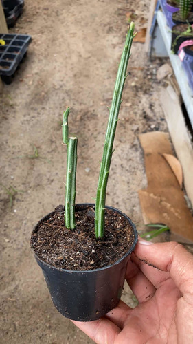 Cacto Melancia- Senecio Stapeliiformis, Planta Rara Coleção | MercadoLivre