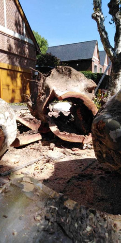 Imagen 7 de 10 de Poda De Altura - Extracciones - Limpieza Palmeras - Tala