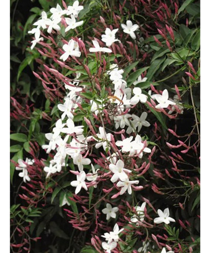 Planta Jazmin Lidl